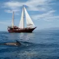 Excursiones en barco: descubre Tenerife desde el mar